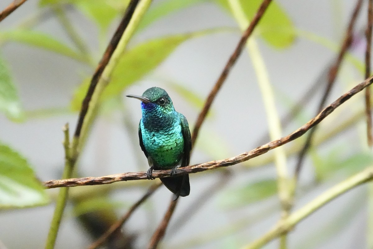 Blue-chinned Sapphire - ML646703517