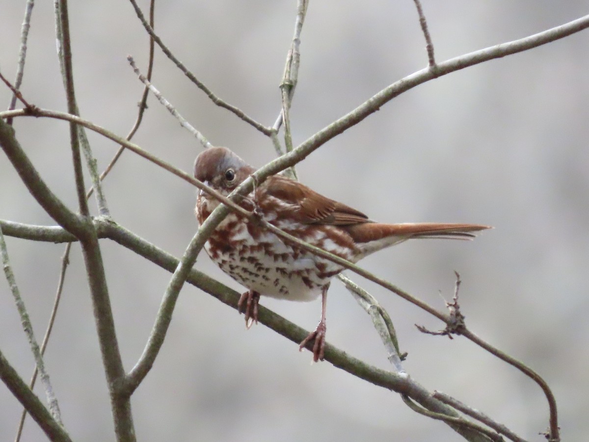 Fox Sparrow (Red) - ML646703521