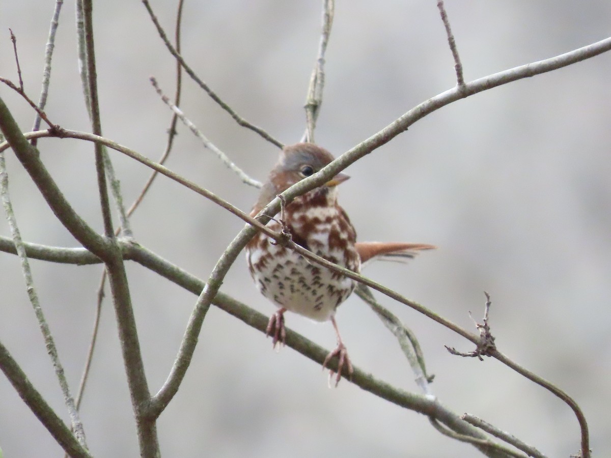 Fox Sparrow (Red) - ML646703522