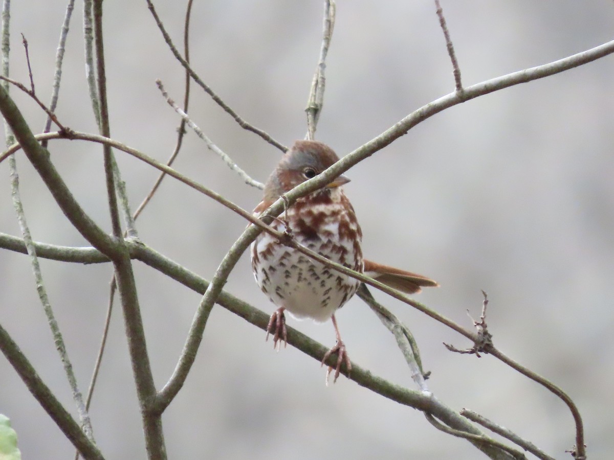 Fox Sparrow (Red) - ML646703523