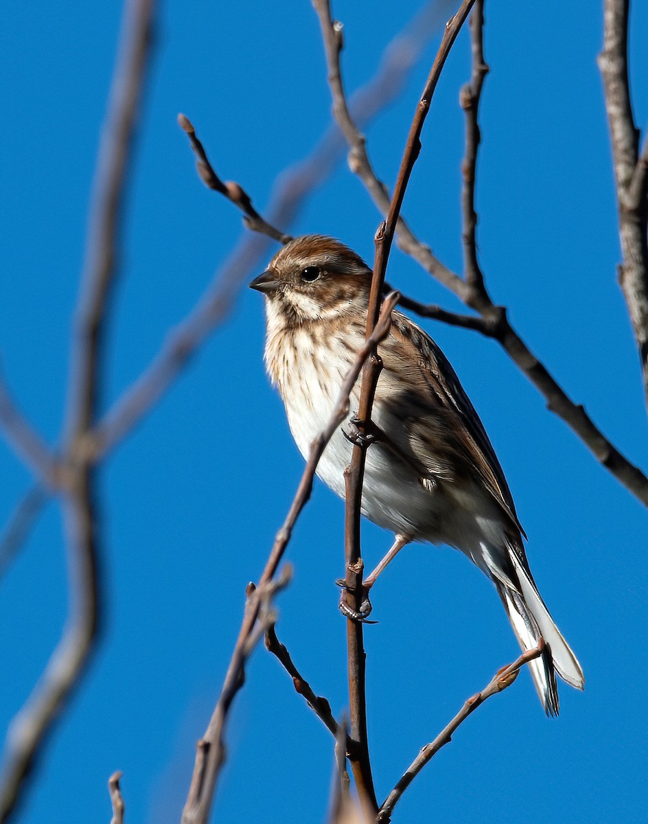 Reed Bunting - ML646703525