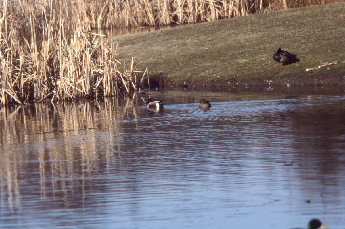 Широконоска - ML646703526
