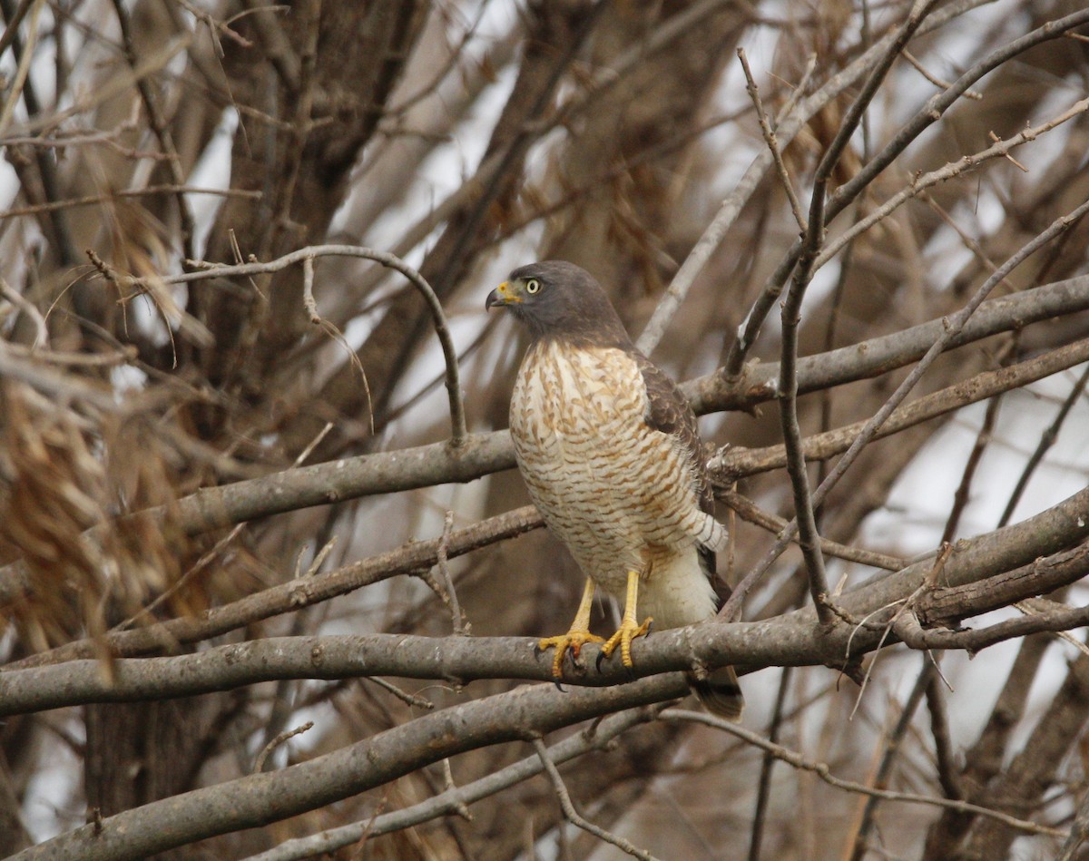 Roadside Hawk - ML646703528