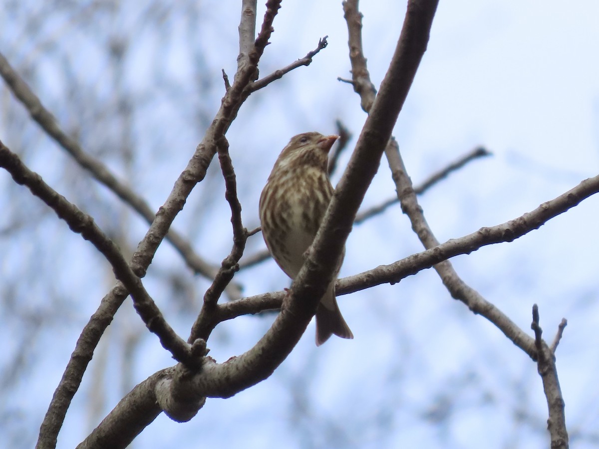Camachuelo Purpúreo - ML646703529