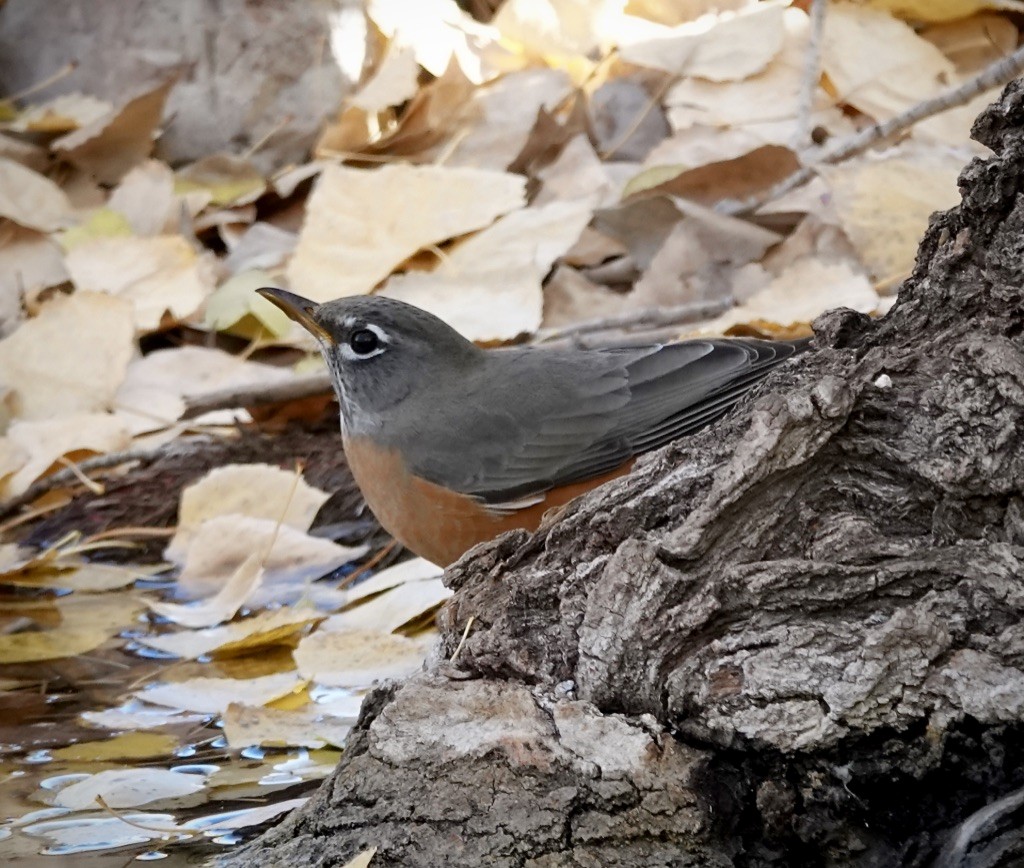 American Robin - ML646703531