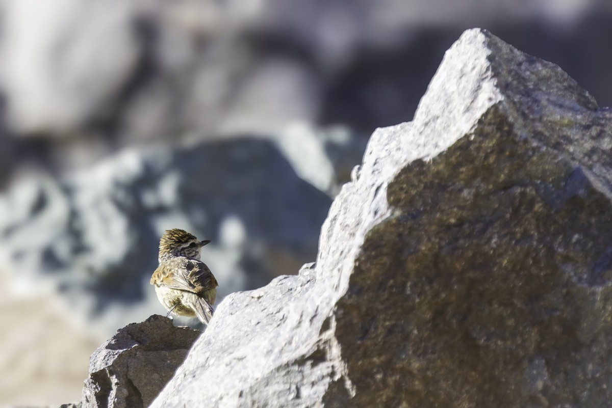 Синицевая колючехвостка - ML646703532