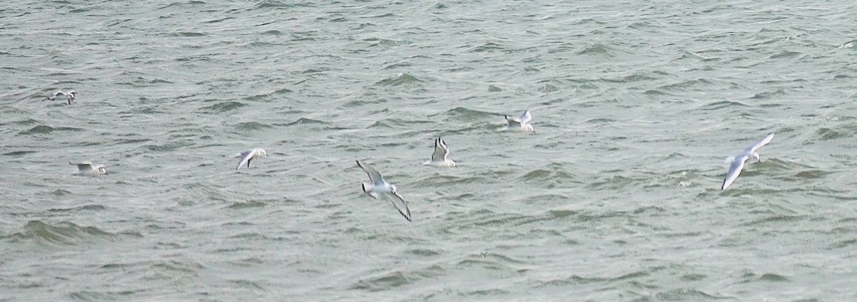 Bonaparte's Gull - ML646703533