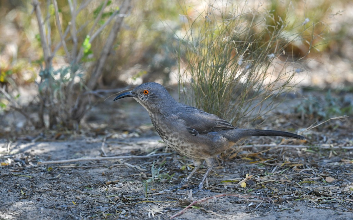 Curve-billed Thrasher - ML646703534