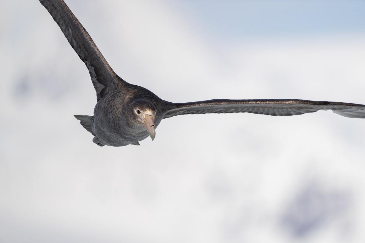 סערון-ענק דרומי - ML646703537