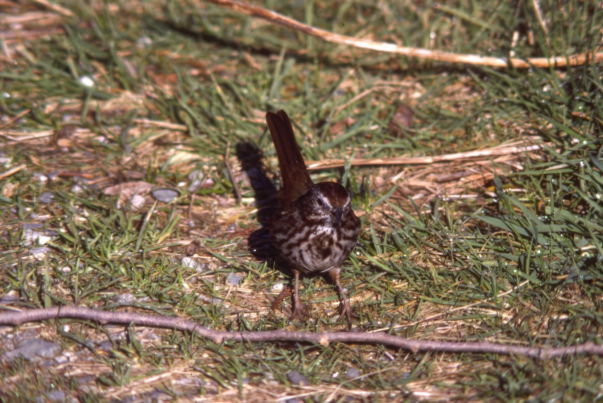 Певчая овсянка - ML646703541