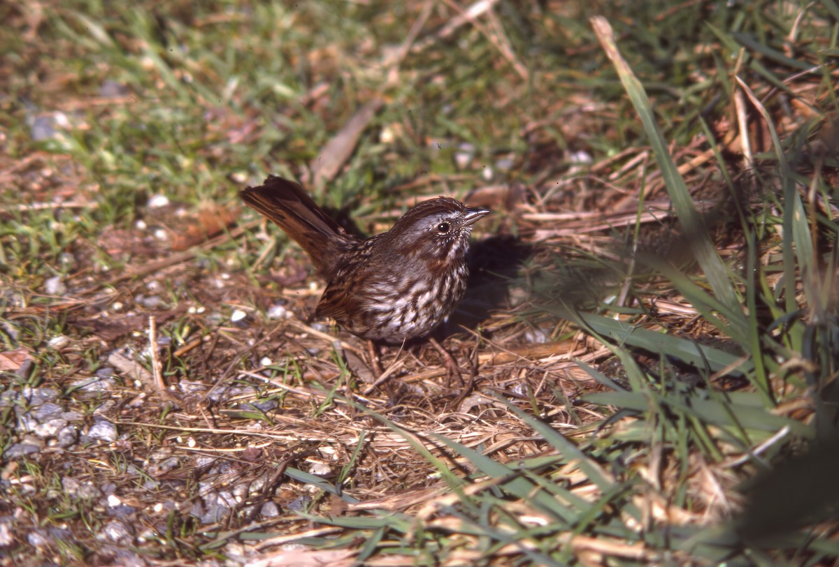 Певчая овсянка - ML646703542