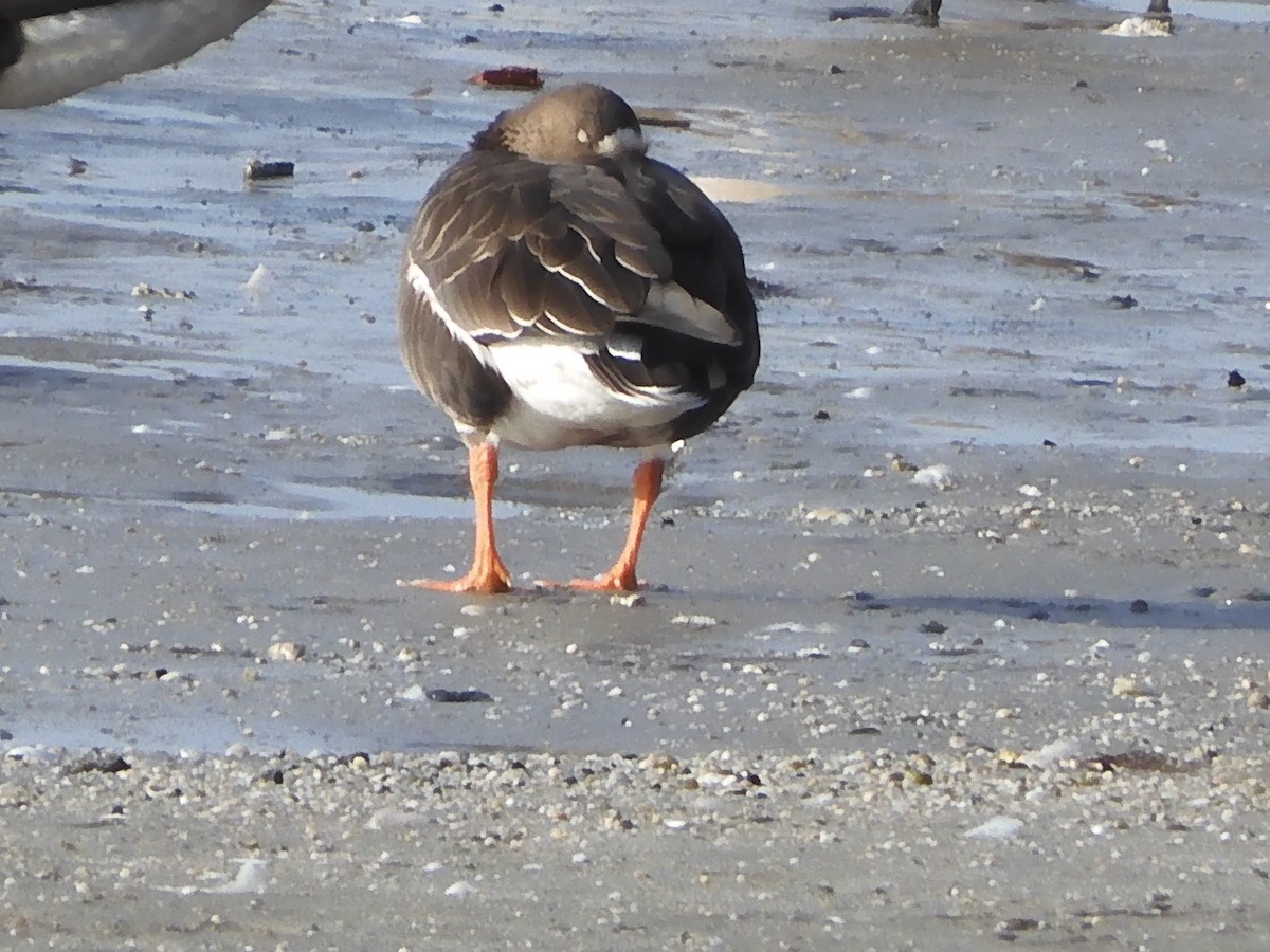 Белолобый гусь - ML646703547