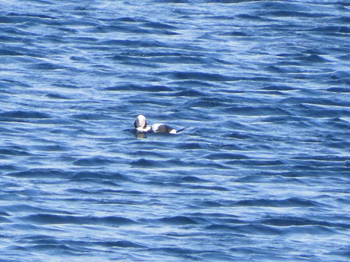 Белолобый гусь - ML646703548