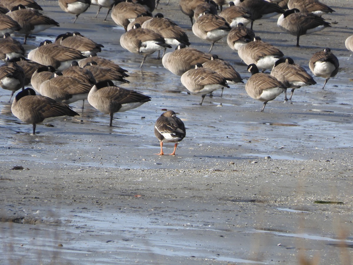 Белолобый гусь - ML646703549