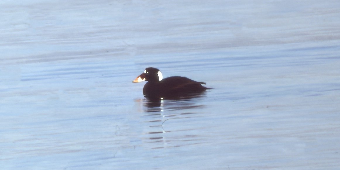 Пестроносый турпан - ML646703551