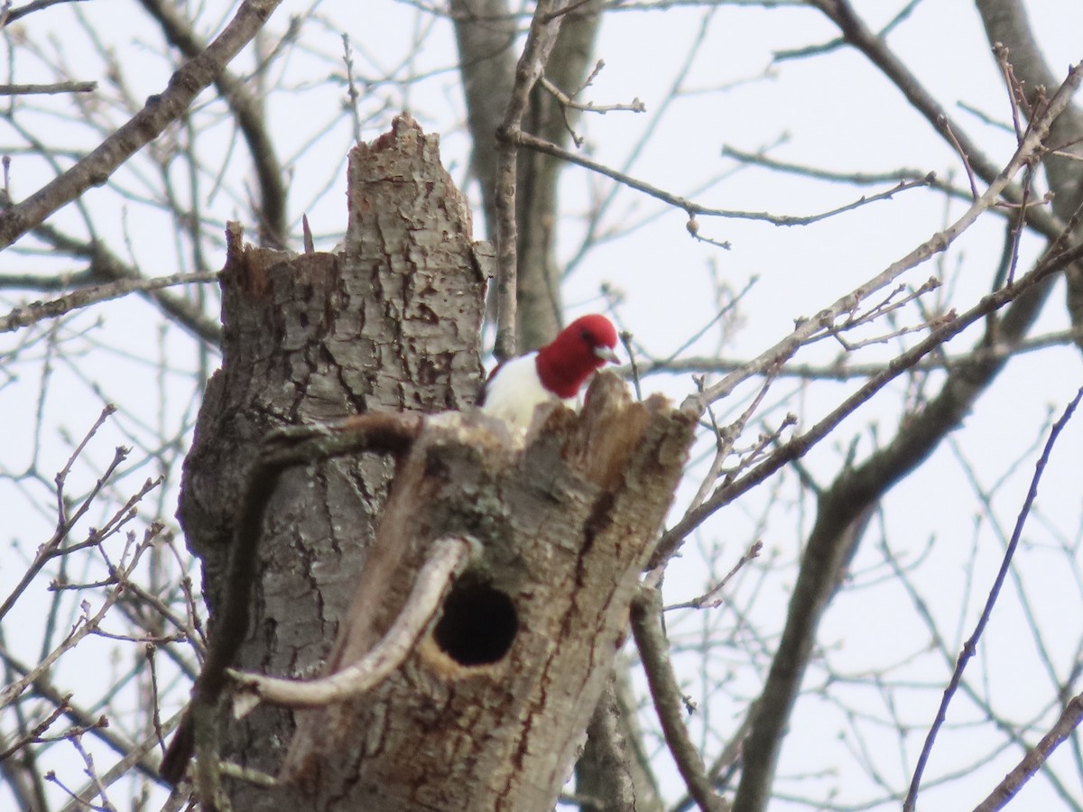 Red-headed Woodpecker - ML646703555