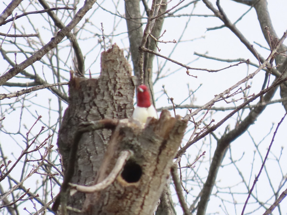 Red-headed Woodpecker - ML646703556