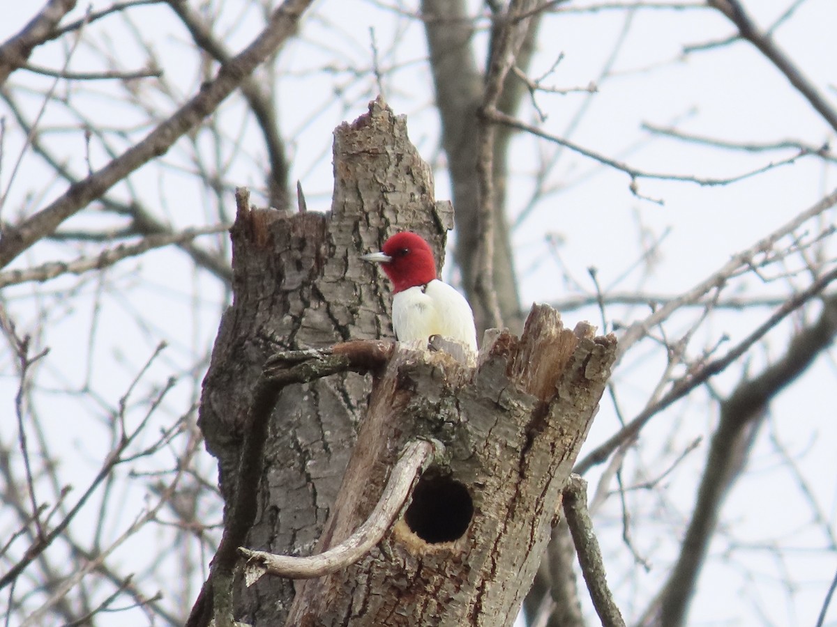 Red-headed Woodpecker - ML646703557