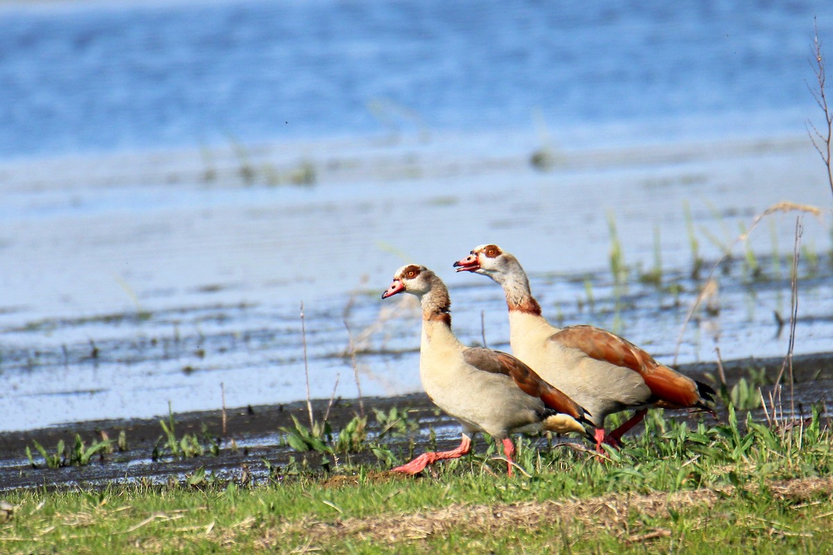 Каргарка нільська - ML646703560