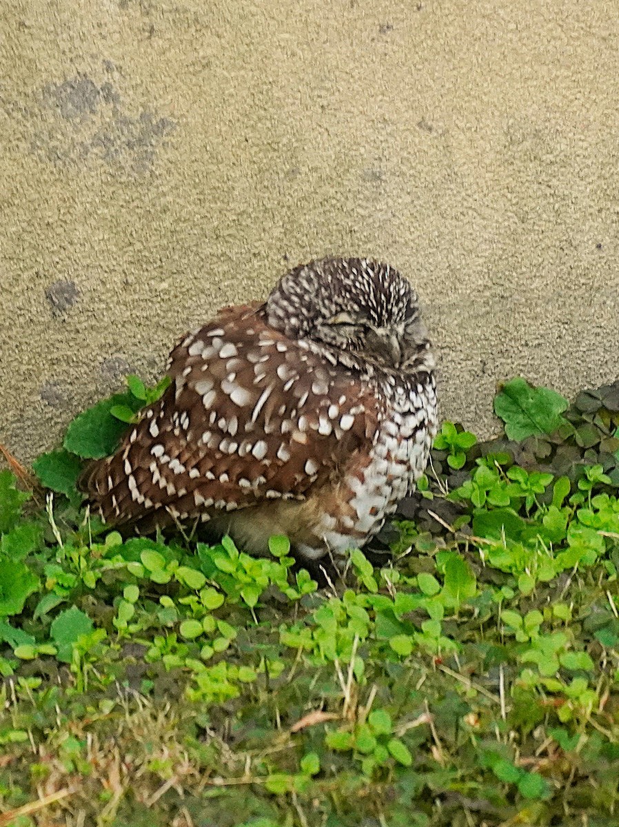 eBird Checklist - 10 Dec 2025 - Rudee Inlet - 15 species