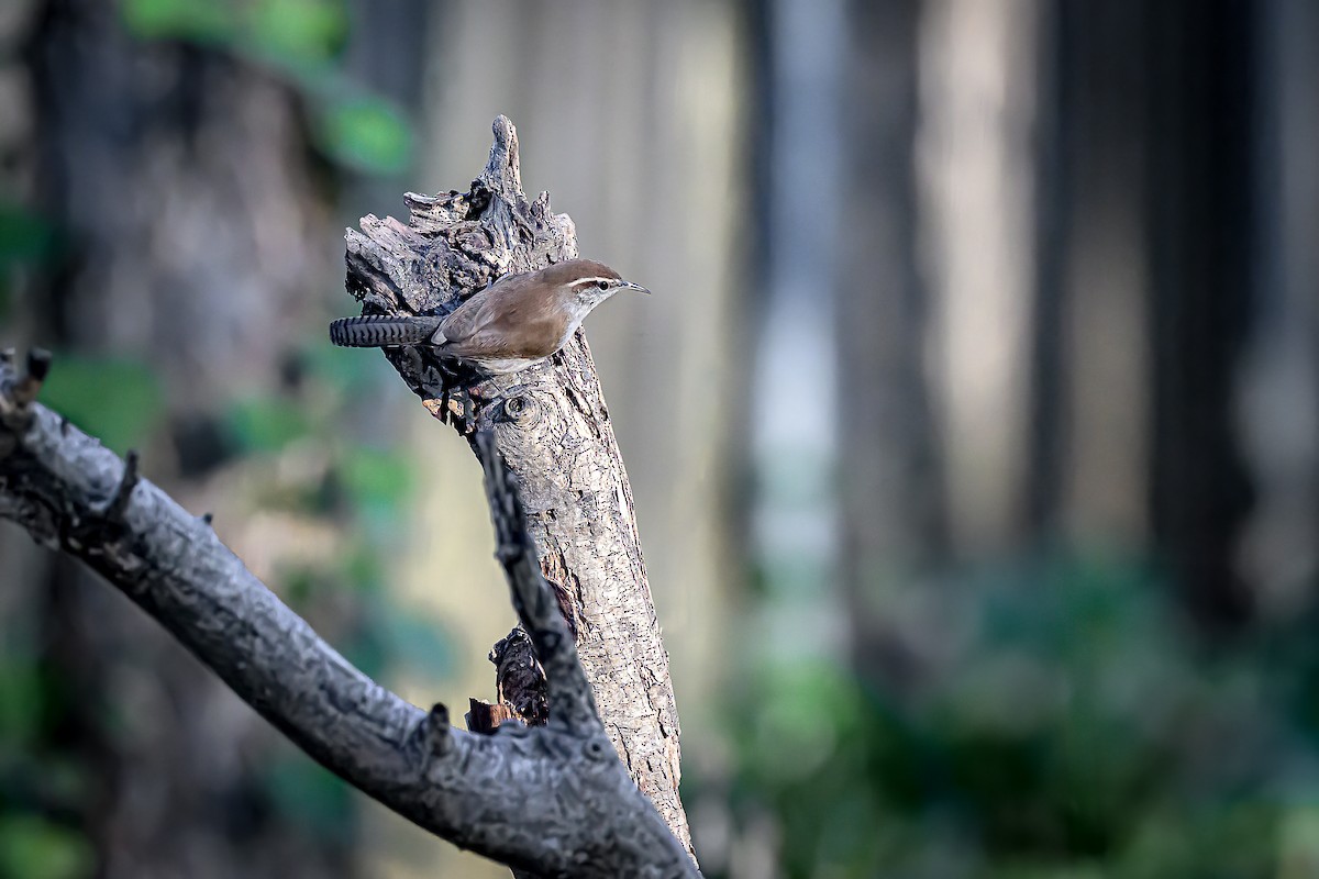 Підбуреник - ML646703566