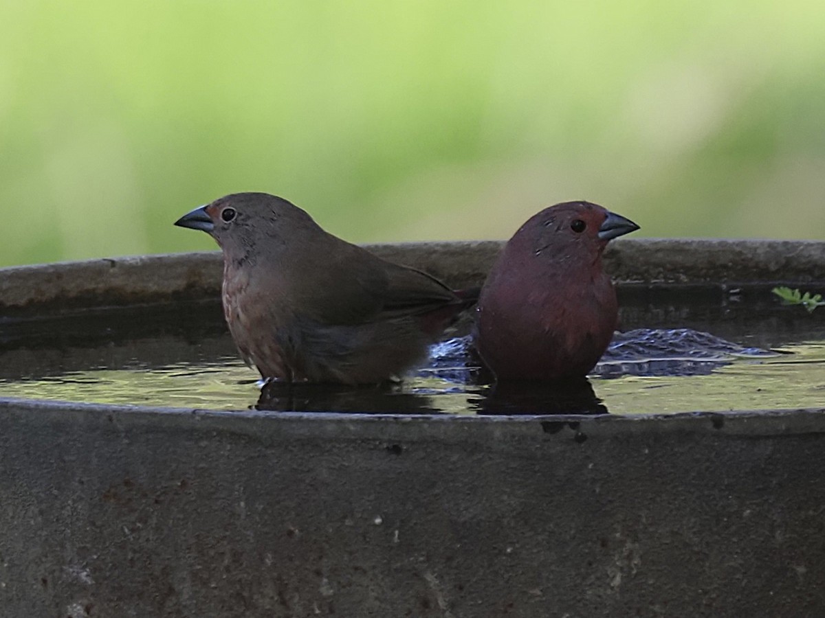 Jameson's Firefinch - ML646703569