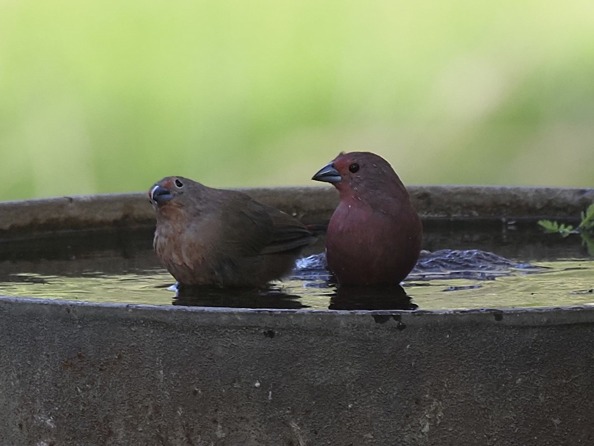 Jameson's Firefinch - ML646703570