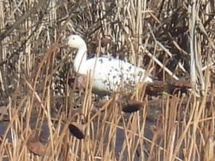 Snow Goose - ML646703571