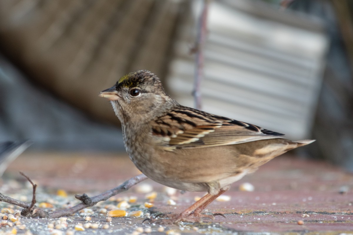 Chingolo Coronidorado - ML646703573