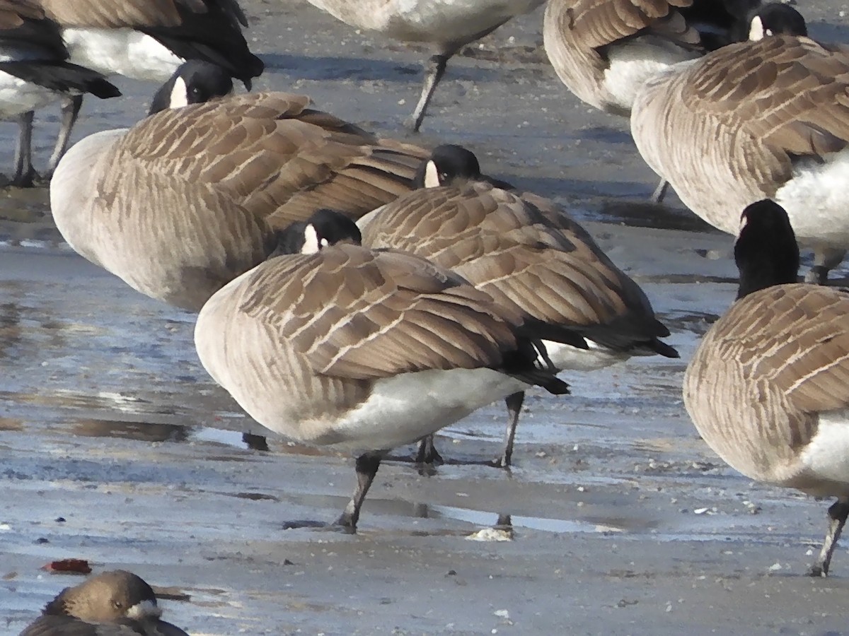 berneška velká - ML646703574