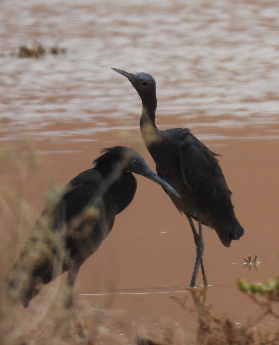Black Heron - ML646703575