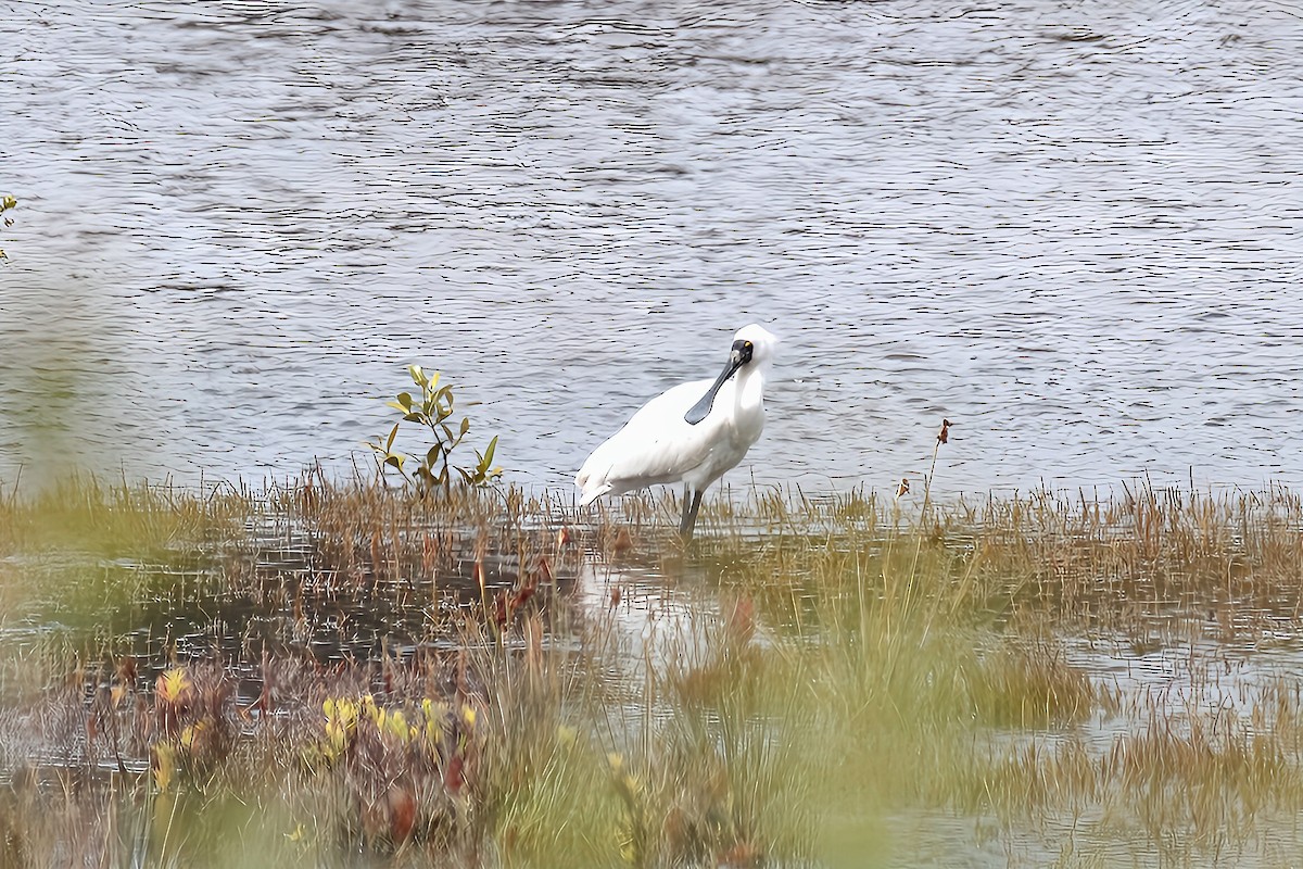 Косар королівський - ML646703577