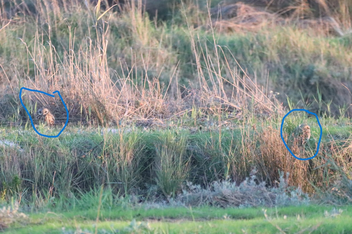 kalous pustovka - ML646703578