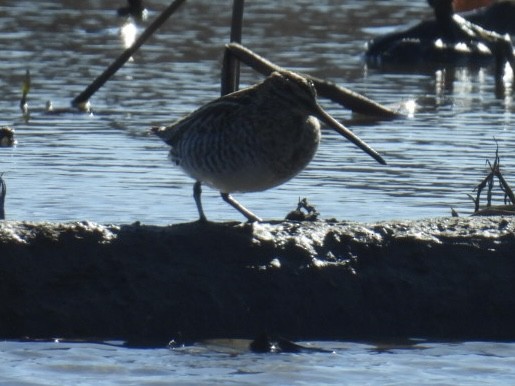 Wilson's Snipe - ML646703586