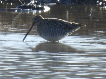 Wilson's Snipe - ML646703587