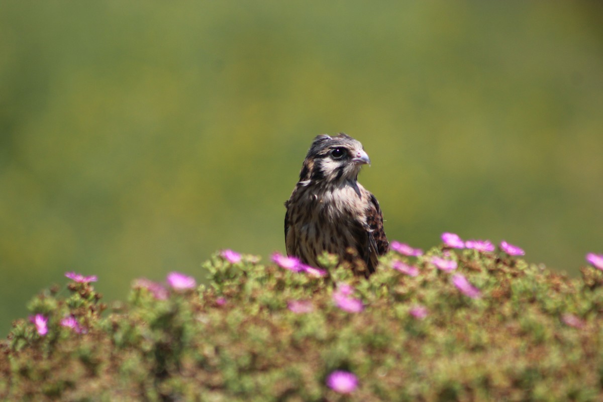 American Kestrel - ML646703589