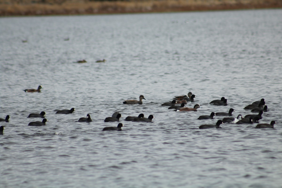 Boz Ördek - ML646703590