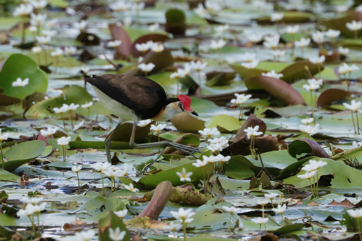 Comb-crested Jacana - ML646703591