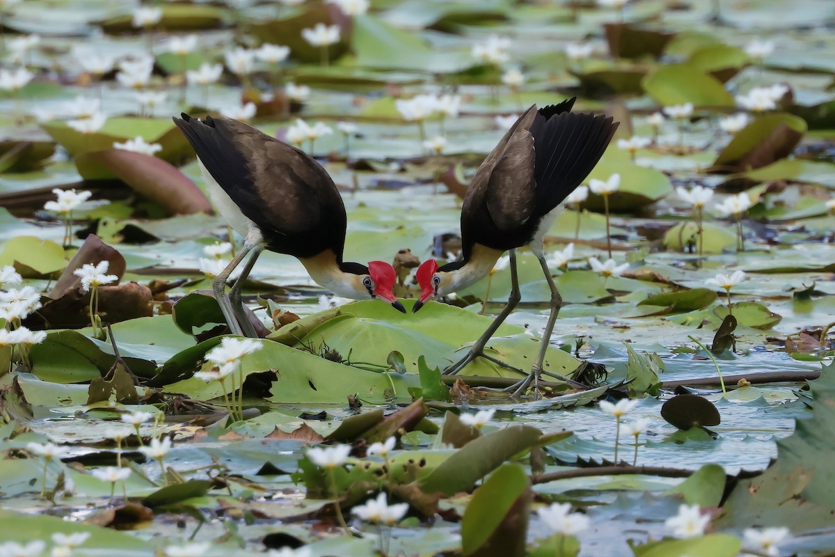 Comb-crested Jacana - ML646703592