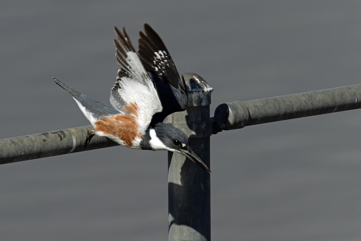 Belted Kingfisher - ML646703593