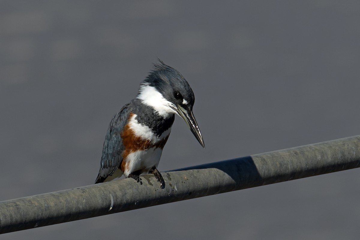 Belted Kingfisher - ML646703595