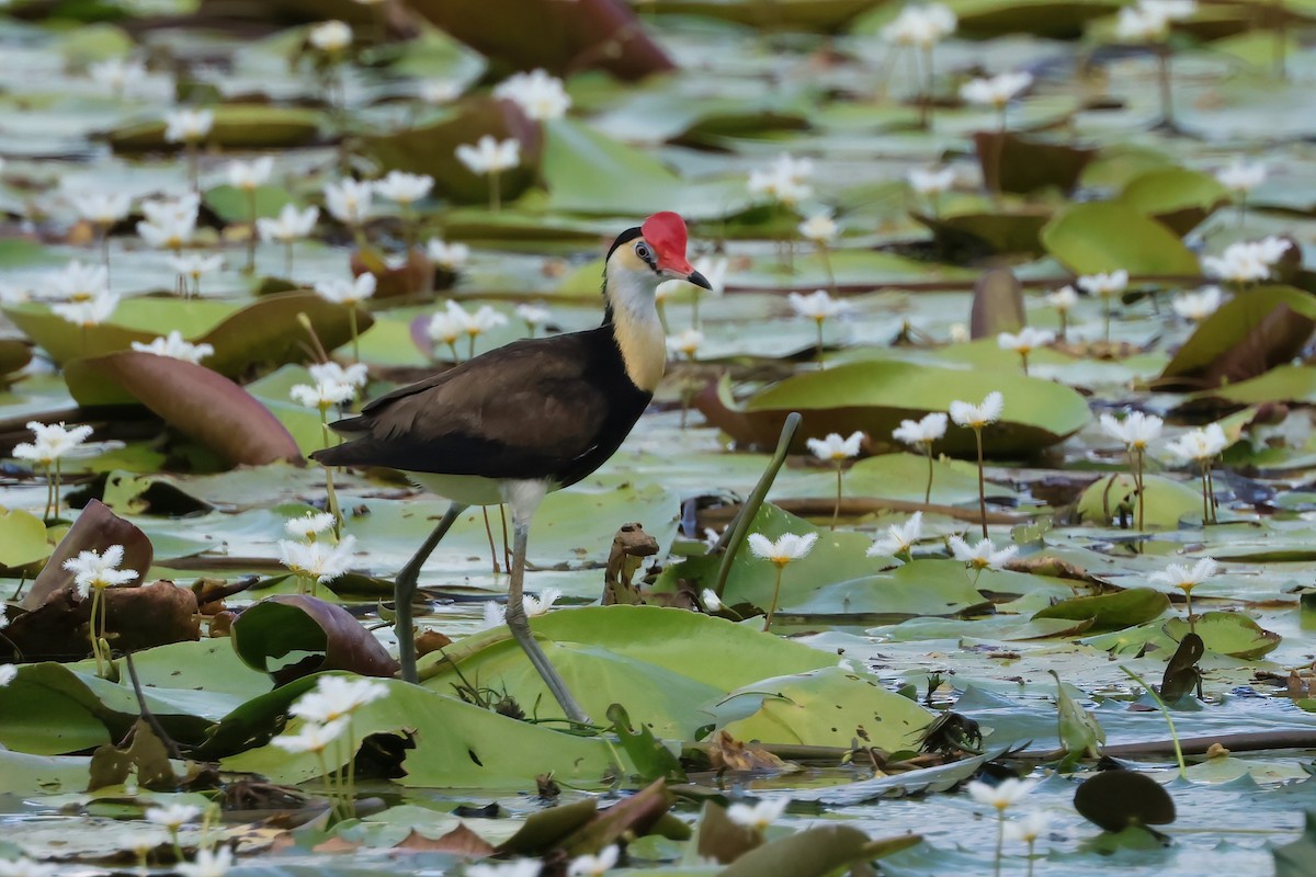 Comb-crested Jacana - ML646703596
