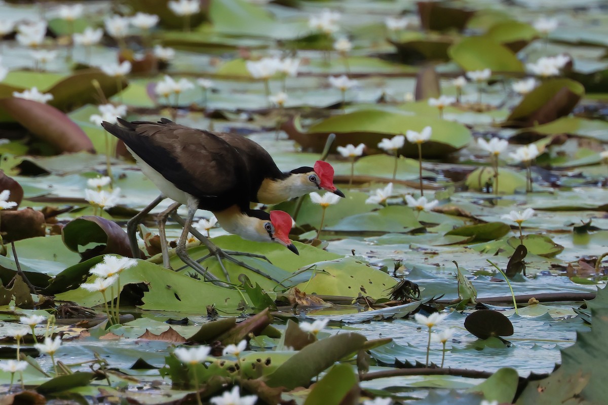 Comb-crested Jacana - ML646703597