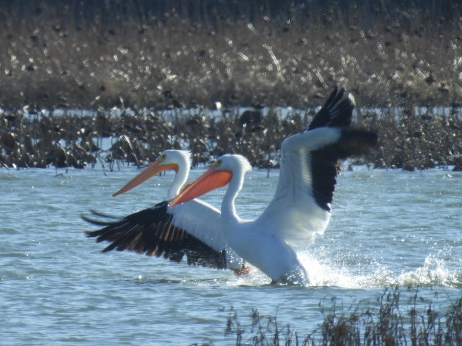 American White Pelican - ML646703598