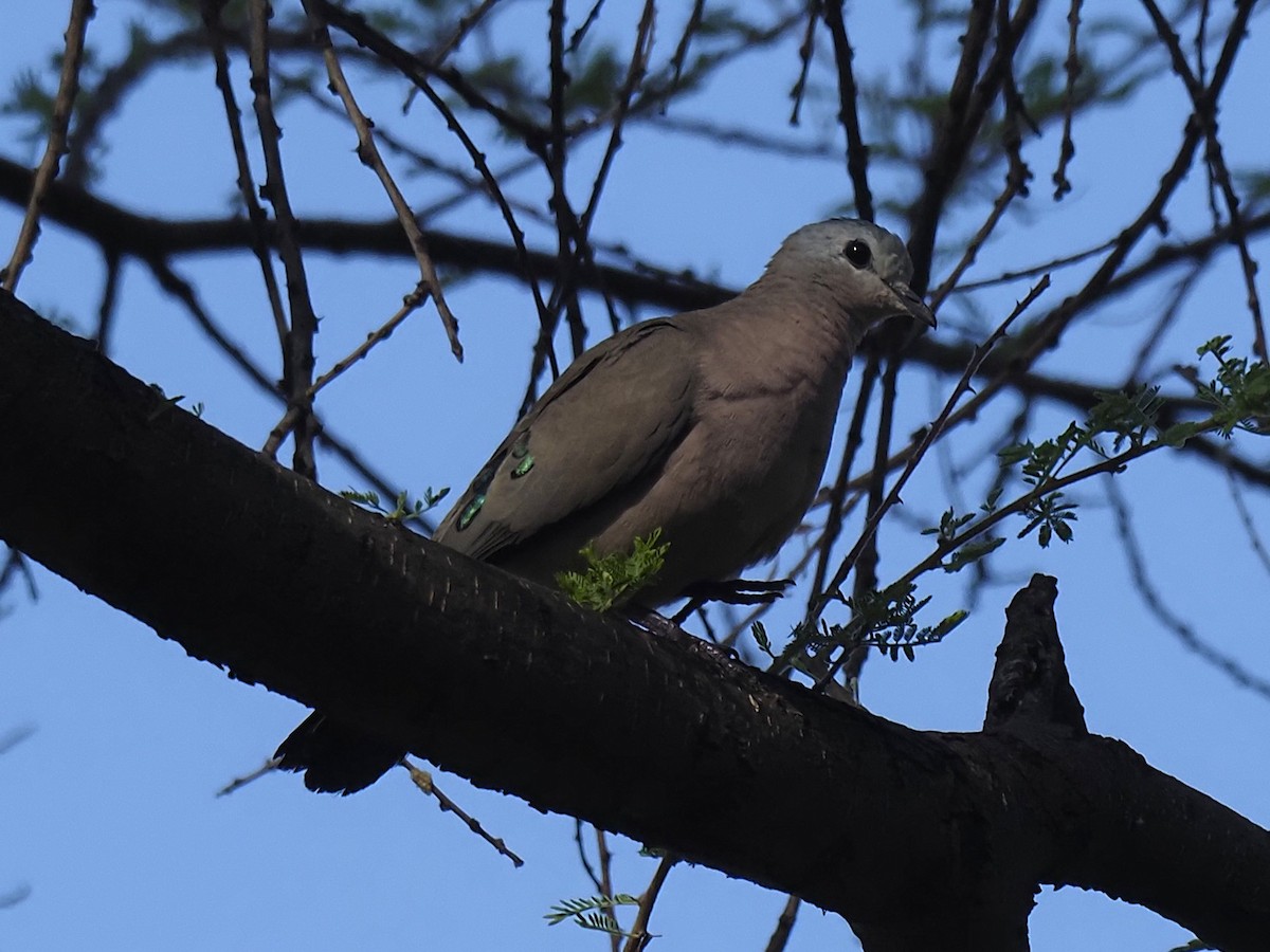 Emerald-spotted Wood-Dove - ML646703599