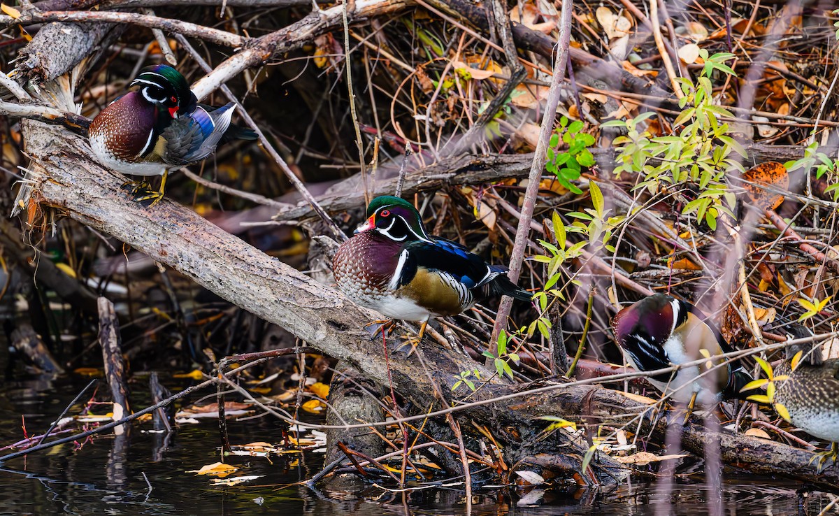 Canard branchu - ML646703604