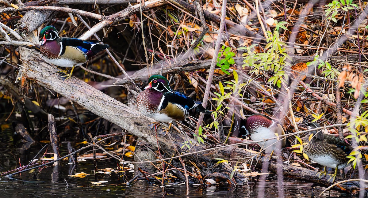 Canard branchu - ML646703605