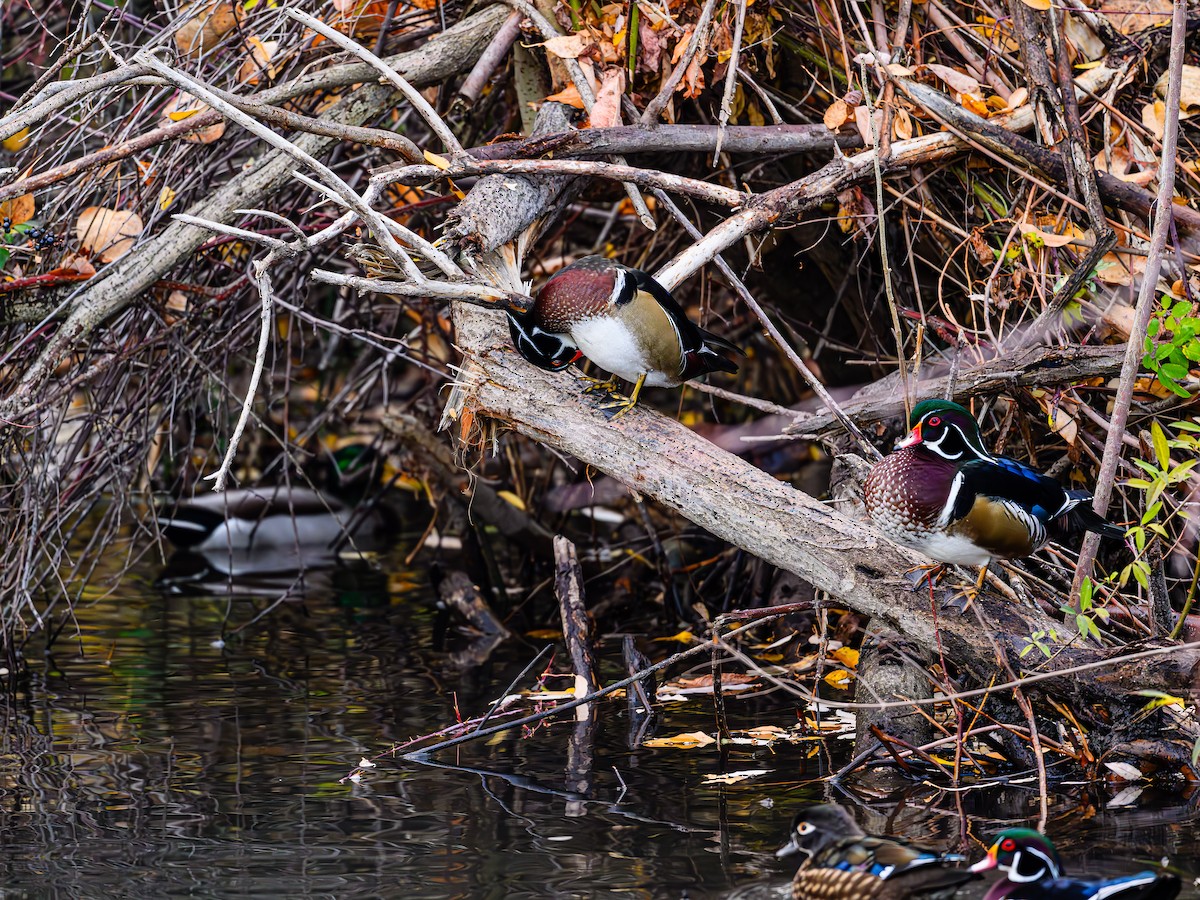 Canard branchu - ML646703606
