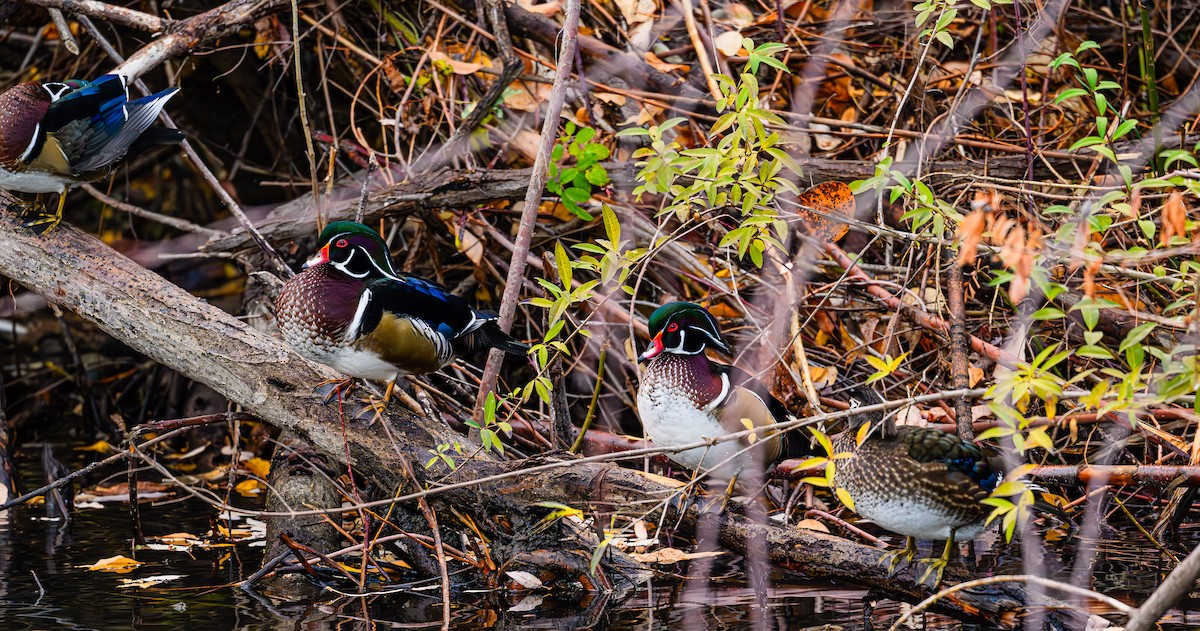 Canard branchu - ML646703607