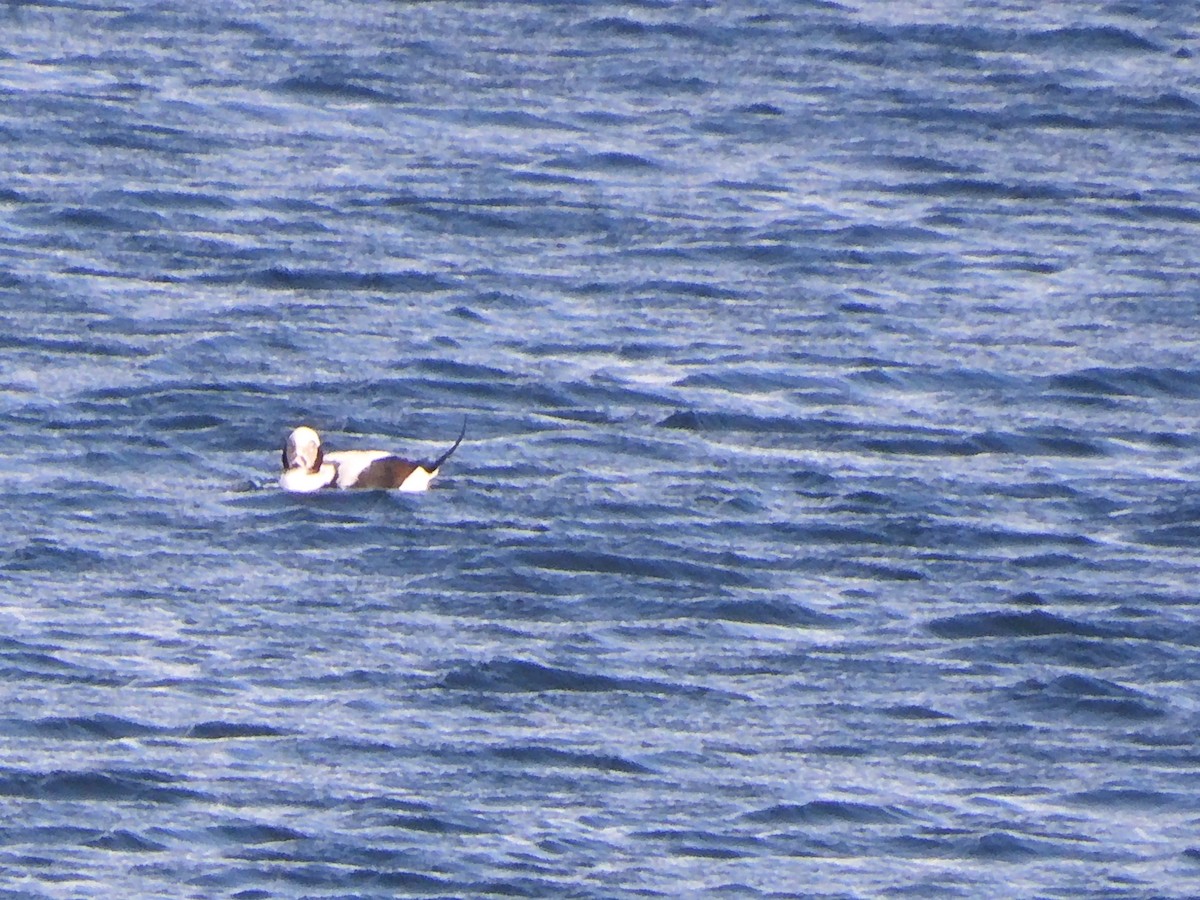 Long-tailed Duck - ML646703608